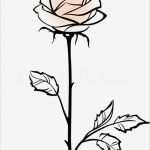 Rose Zeichnung Vorlage Wunderbar Beautiful Single Pink Rose Flower isolated On the