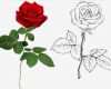 Rose Zeichnung Vorlage Wunderbar Rose Zeichnen Rosen