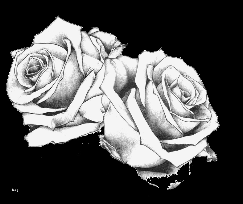 Rosen Tattoo Vorlage Erstaunlich Pinterest • the World’s Catalog Of Ideas