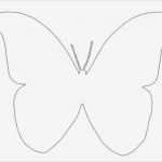 Schmetterling Vorlage Cool Schmetterling Vorlage … Schmetterlinge