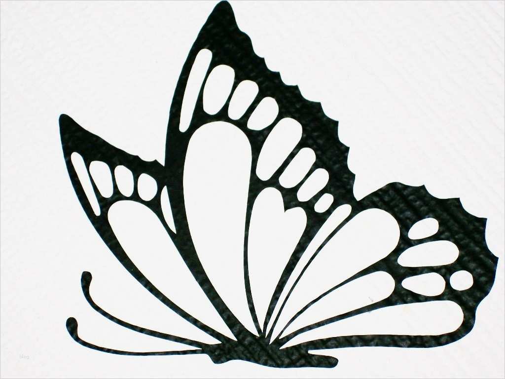 Schmetterling Vorlage Elegant Wandtattoo Schmetterling Vorlage