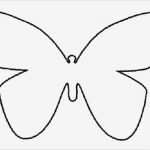 Schmetterling Vorlage Luxus Schmetterling Vorlage …