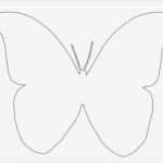 Schmetterling Vorlage Süß Schmetterling Vorlage …
