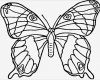 Schmetterling Vorlage Zum Ausdrucken Angenehm Ausmalbilder Schmetterling Zum Ausdrucken Ausmalbilder