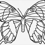 Schmetterling Vorlage Zum Ausdrucken Angenehm Ausmalbilder Schmetterling Zum Ausdrucken Ausmalbilder