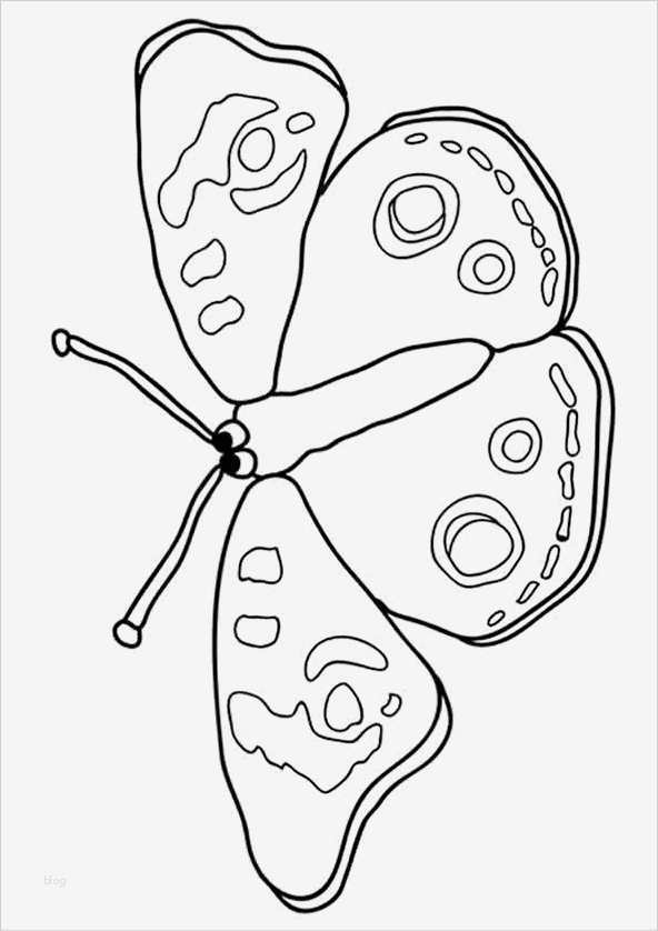 Schmetterling Vorlage Zum Ausdrucken Elegant Schmetterling 5