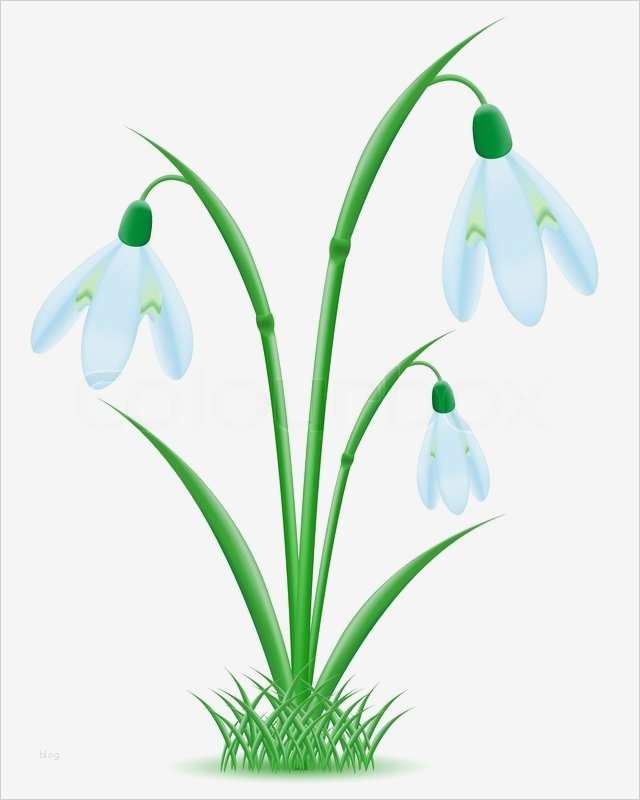 Schneeglöckchen Vorlage Beste Schneeglöckchen Vektor Illustration Vektorgrafik