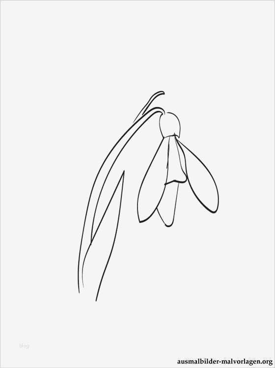 Schneeglöckchen Vorlage Fabelhaft Verbindung Mit Der Wesenheit Thoth Der Ihr Als Lehrer Und