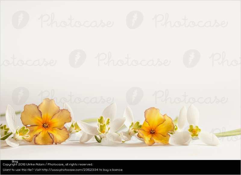 Schneeglöckchen Vorlage Großartig 960 Fotos Zu Wüstenblume