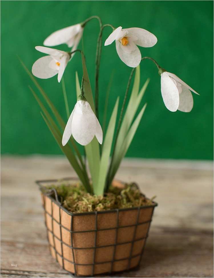 Schneeglöckchen Vorlage Großartig Schneeglöckchen Basteln Im Frühling Bastelideen Für Groß