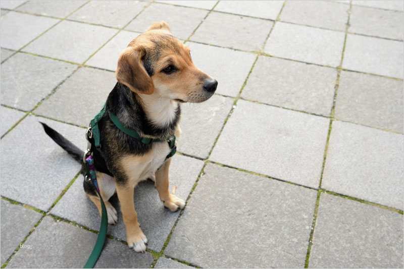 Schulbericht Vorlage Schön atemberaubend Schlechteste Zusammenfassung Aller Katzen