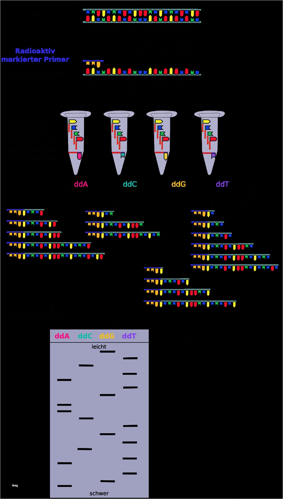 Spirale Powerpoint Vorlage Gut Fein Vorlage Dna Strang Galerie Beispiel Anschreiben Für
