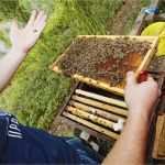 Spritztechnik Vorlagen Fabelhaft European Bee Award Für Bienenfreundliche Spritztechnik