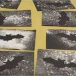 Spritztechnik Vorlagen Luxus Nocturnal Animals Bats Craft Activity Perfect for