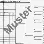 Stammbaum Vorlage Cool Ziemlich Stammbaum Stammbaum Vorlage Galerie Entry Level