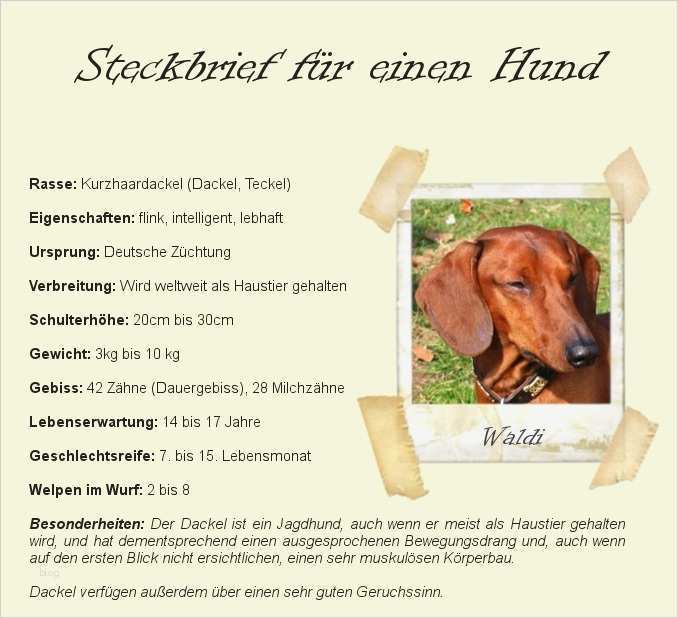 Steckbrief Grundschule Vorlage Hübsch Steckbrief