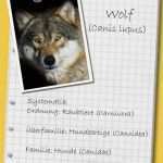 Steckbrief Tier Vorlage Luxus Steckbrief Der Wolf Ein Mythos Kehrt Heim