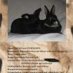 Steckbrief Tiere Grundschule Vorlage Erstaunlich Steckbrief Gizmo Und Sternchen Foto &amp; Bild