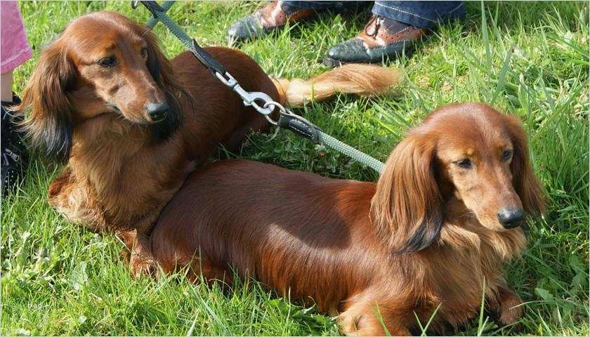 Stellenanzeige Aufgeben Vorlage Neu Schönste Dackel Bekommen Pokale