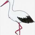 Storch Vorlage Wunderbar Bright Light torch Driverlayer Search Engine