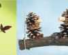 Tannenzapfen Basteln Vorlagen Genial Basteln Und Werken Mit Naturmaterialien Christophorus Verlag