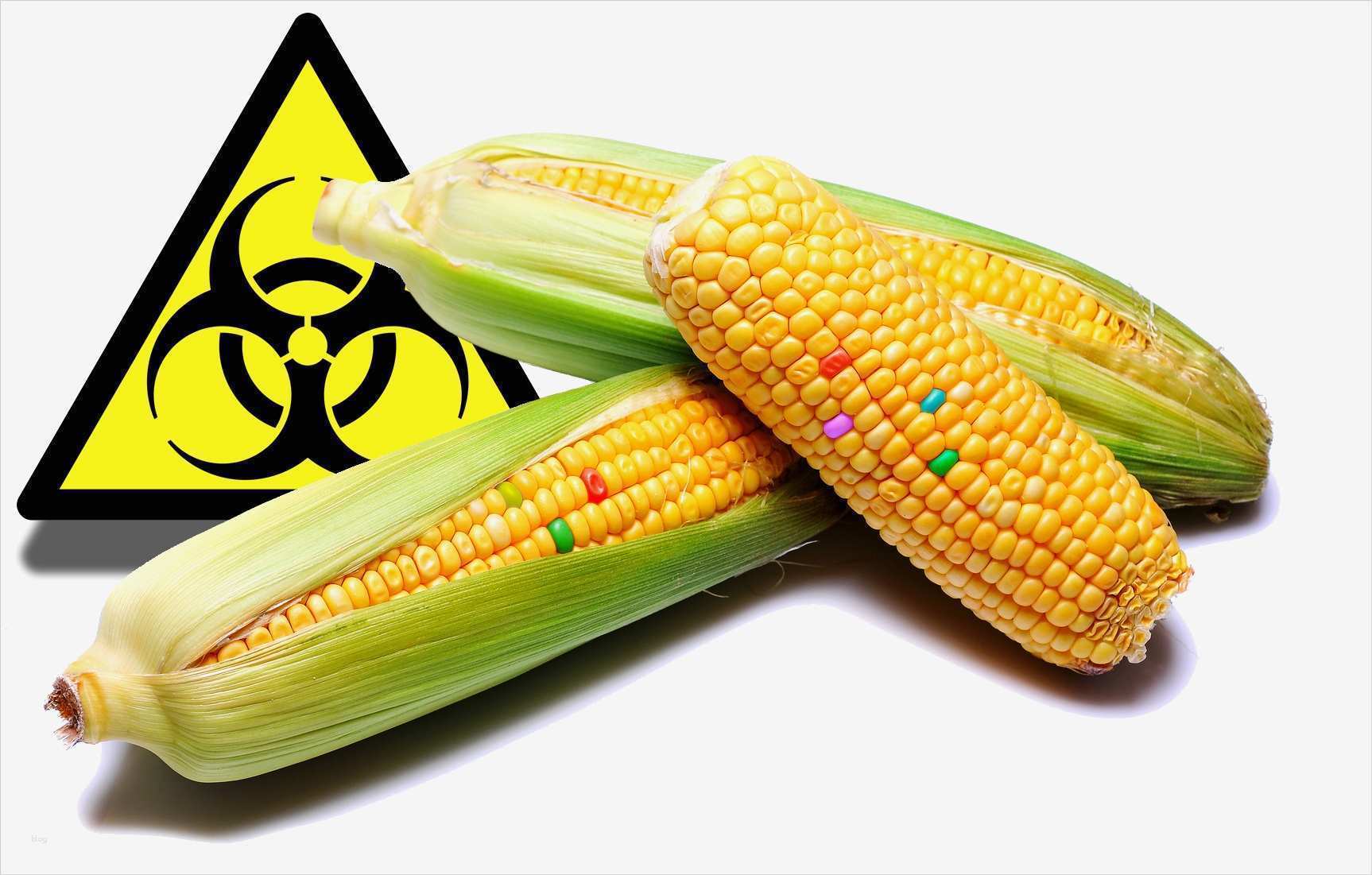 Tätigkeitsbericht Vorlage Praktikum Erstaunlich Noch Mehr Gen Pflanzen Für Europa