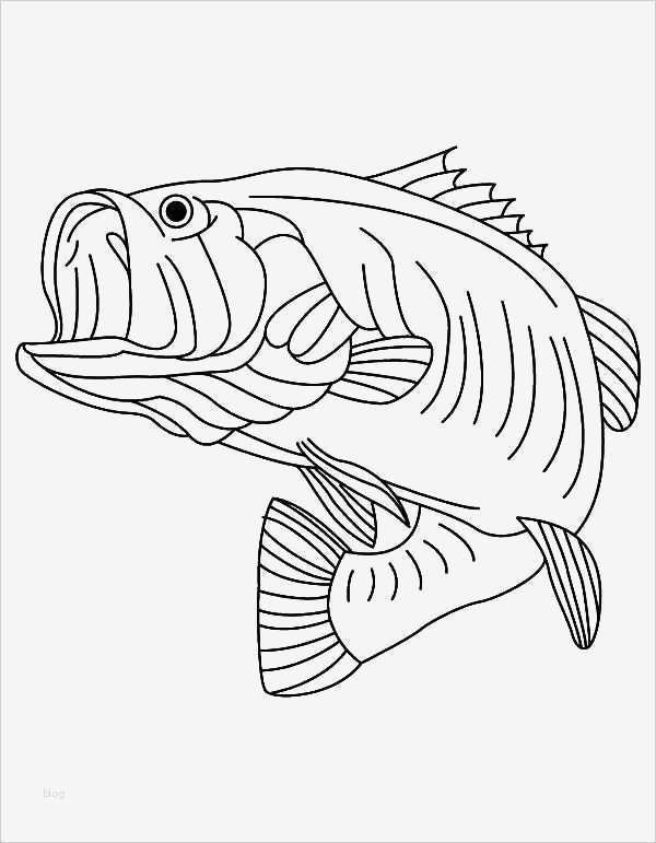 Teppich Knüpfen Vorlagen Luxus Sea Predator Striped Bass Fish Coloring Pages