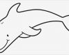 Tiere Malen Vorlagen Gut Ausmalbild Tiere Lächelnder Delfin Kostenlos Ausdrucken