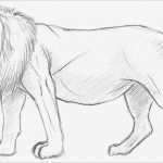 Tiere Malen Vorlagen Inspiration Einen Löwen Malen &amp; Zeichnen