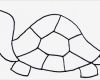 Tiere Malen Vorlagen Schönste Malvorlagen Tiere Schildkröte Mamas and More Von