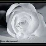 Trauerkarte Vorlage Süß Trauerkarte Rose Für Trauer