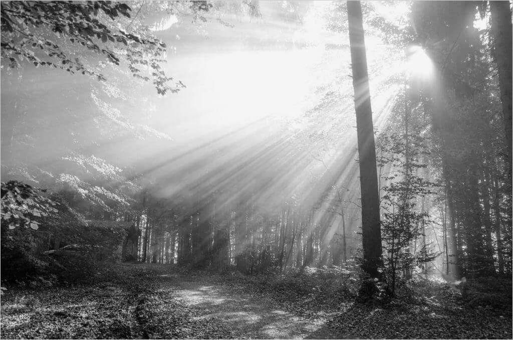 Trauerkarte Vorlage Süß Trauerkarten Ausdrucken Kostenloser Download Für Private