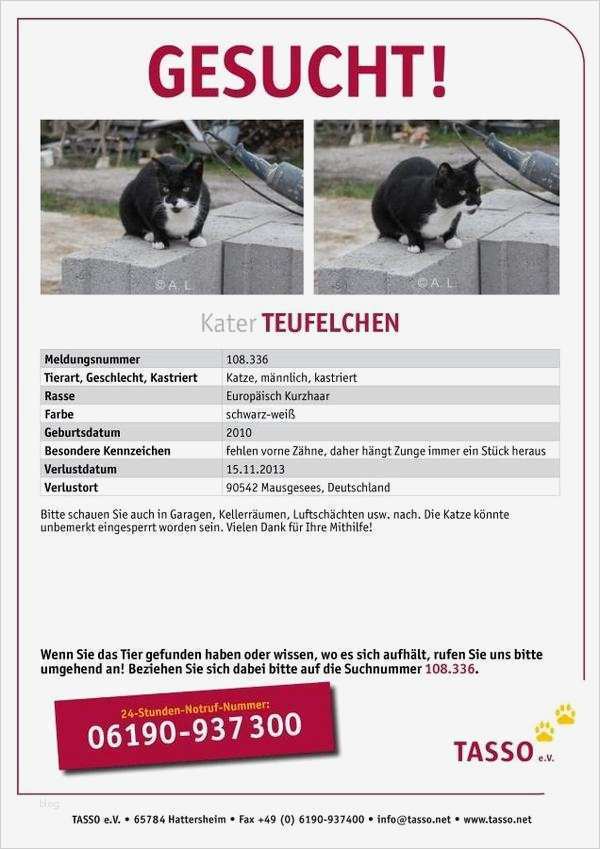 Vermisstenanzeige Katze Vorlage Beste Katzen Vermisst In Eckental Kaufen Und Verkaufen über