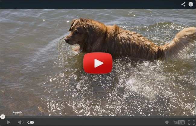 Vermisstenanzeige Katze Vorlage Fabelhaft Ungewöhnlich Haustier Verloren Vorlage Zeitgenössisch