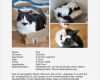 Vermisstenanzeige Katze Vorlage Gut Katzen – Seite 3 – Bilkorama