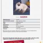 Vermisstenanzeige Vorlage Großartig Tiersuchmeldung Siam Mix Kasimir Gesucht In soest