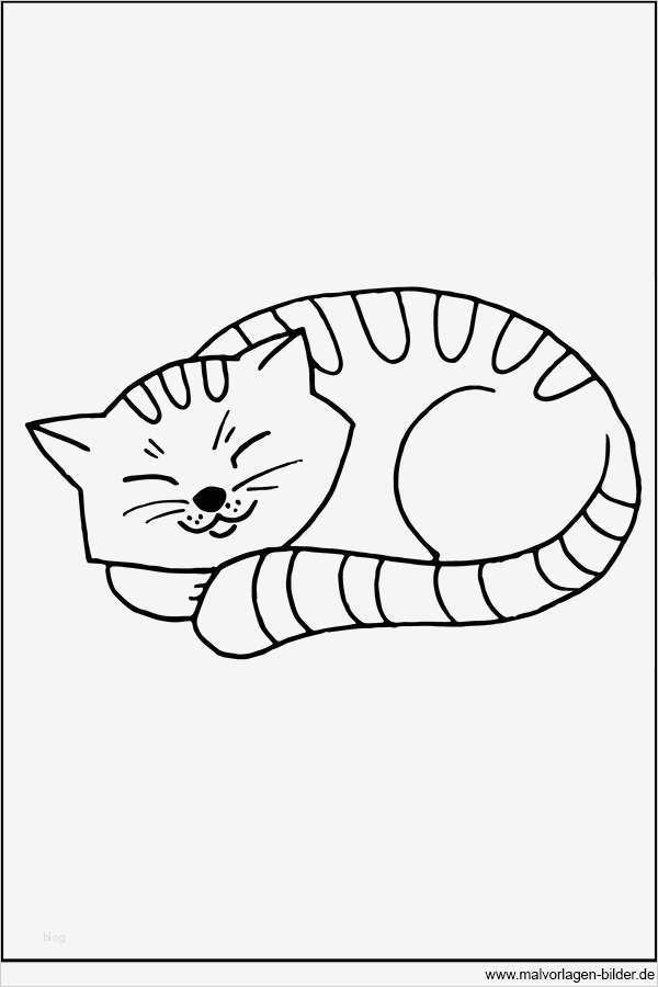 Vermisstenanzeige Vorlage Süß Fein Süße Kätzchen Malvorlagen Bilder Entry Level Resume