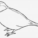 50 Erstaunlich Vogel Basteln Vorlage Bilder 45 Vogel Basteln Vorlage Genial Naamloos Document