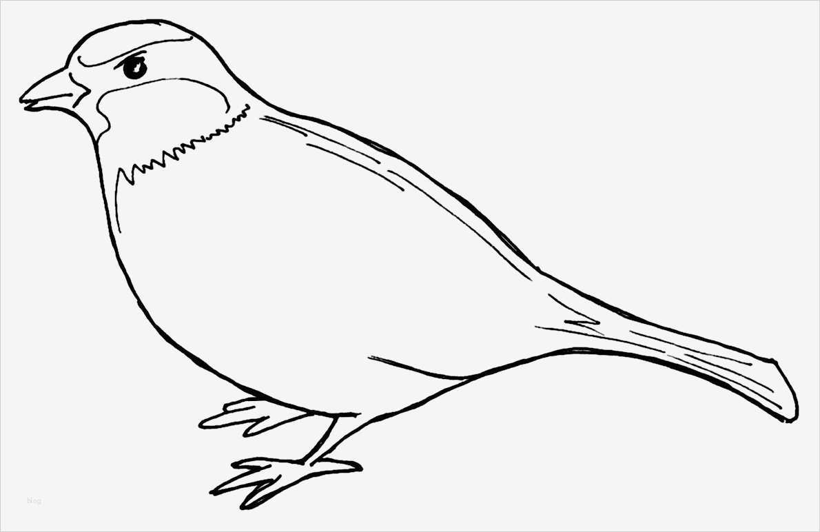 Vogel Basteln Vorlage Genial Naamloos Document