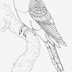 Vogel Vorlage Zum Ausschneiden Inspiration Ausmalbilder Für Kinder Malvorlagen Und Malbuch