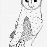 Vorlage Eule Großartig Eulen Vorlagen