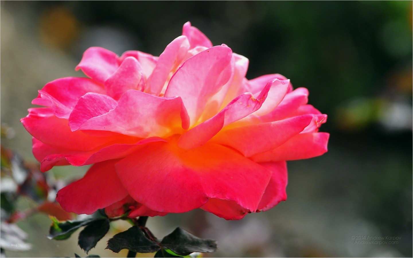 Vorlage Investitionsplan Download Kostenlos Best Of 1440 X 900 Schönen Rosen Blumen Hintergrundbild