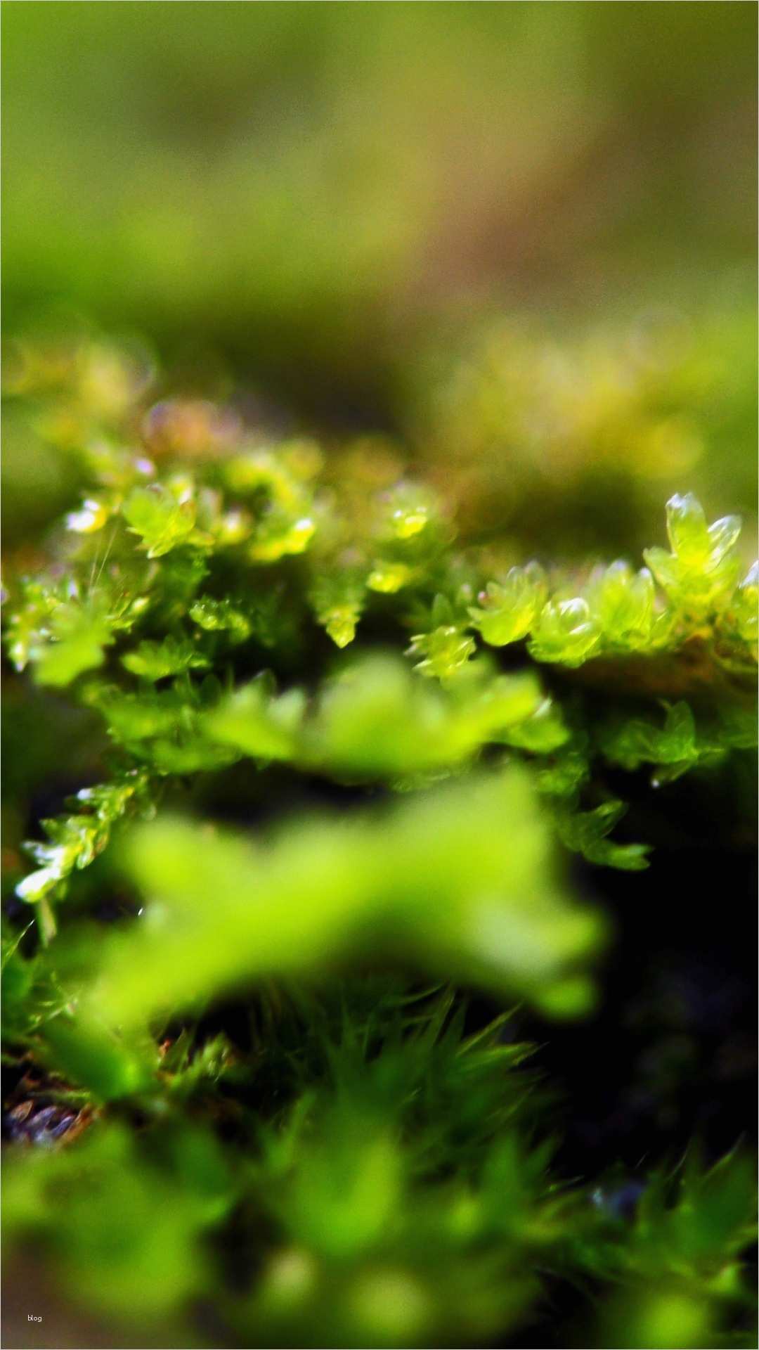 Vorlage Investitionsplan Download Kostenlos Gut 1080x1920 Tapeten Hotel 1080x1920 Wallpaper Für Desktop