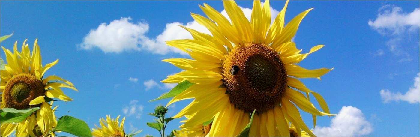 Vorlage Nebenkostenabrechnung Haus Und Grund Schönste Über Uns – Haus & Grund Westuckermark Templin