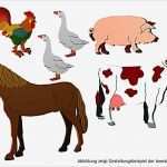 Vorlagen Für Laubsägearbeiten Schönste Laubsäge Vorlagen Bauernhof Tiere Buch Bei Weltbild