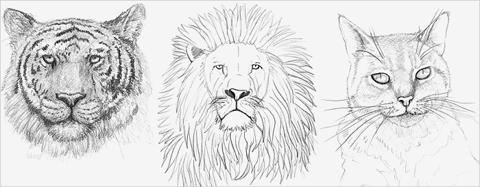 Vorlagen Zum Zeichnen Lernen Elegant Einen Tiger Zeichnen Lernen