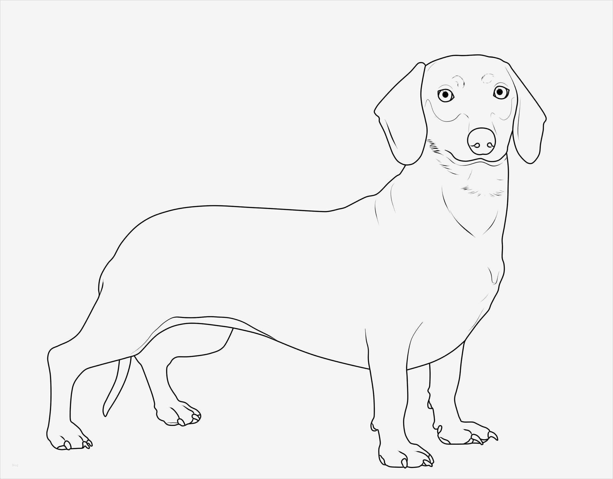 Werbevideo Vorlagen Hübsch Ziemlich Hundevorlagen Zum Ausdrucken Zeitgenössisch