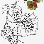 Windows Colour Vorlagen Erstaunlich Tiere Vorlagen 1