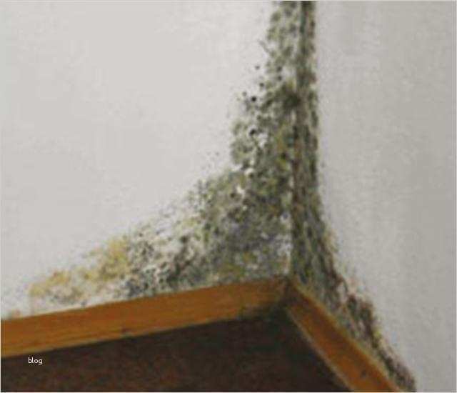 Wohnung Kündigen Wegen Schimmel Vorlage Gut Keine Mietminderung Ohne Mängelanzeige Bonusmieter