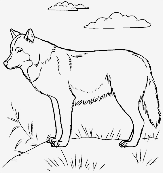 Wolf Tattoo Vorlage Einzigartig Seite 2